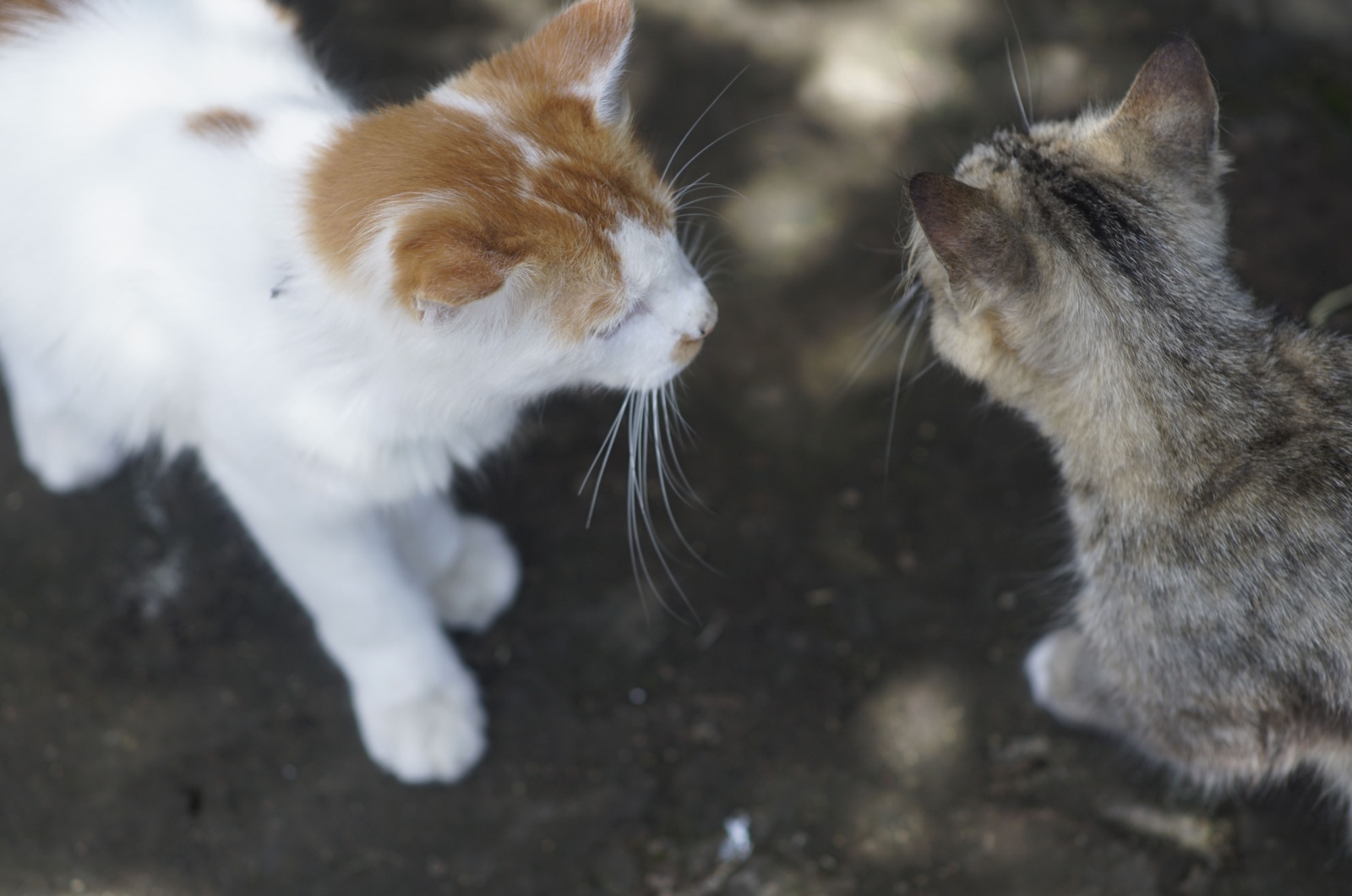 two tabby cats