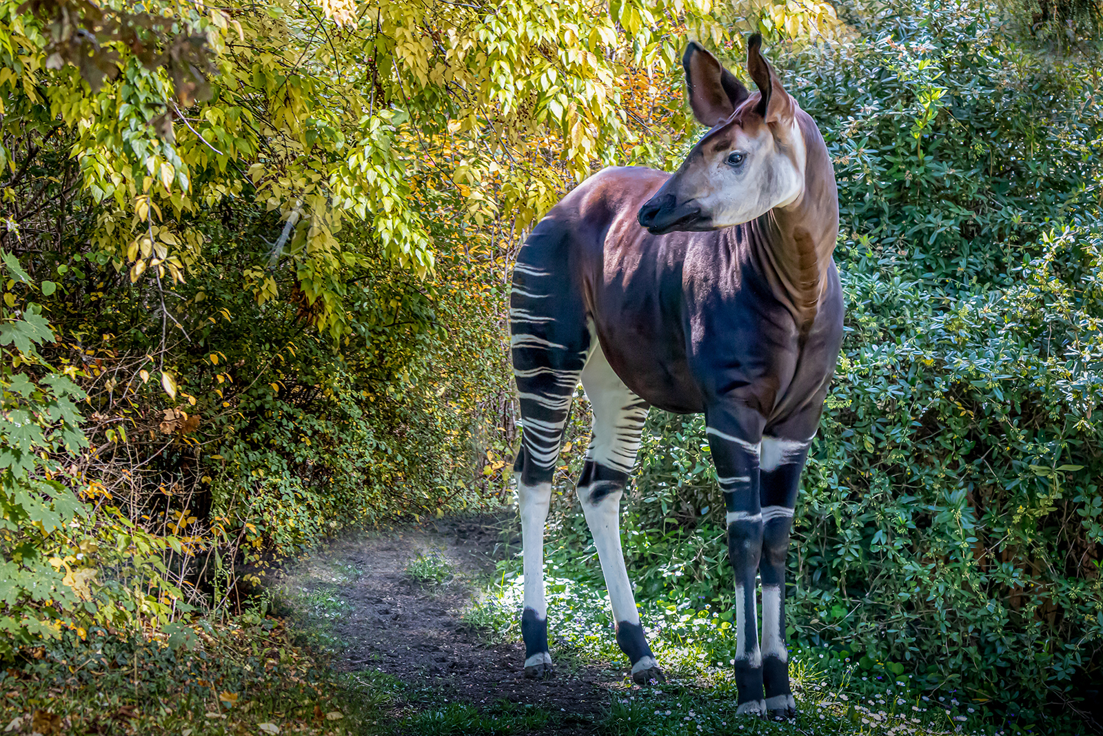 unique okapi standing