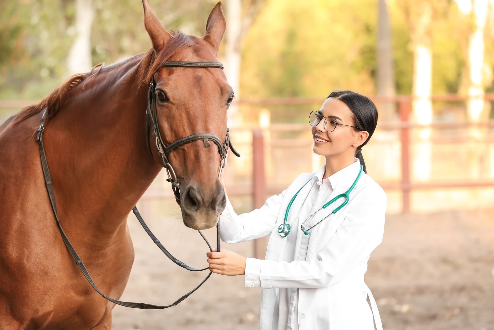 vet and a horse