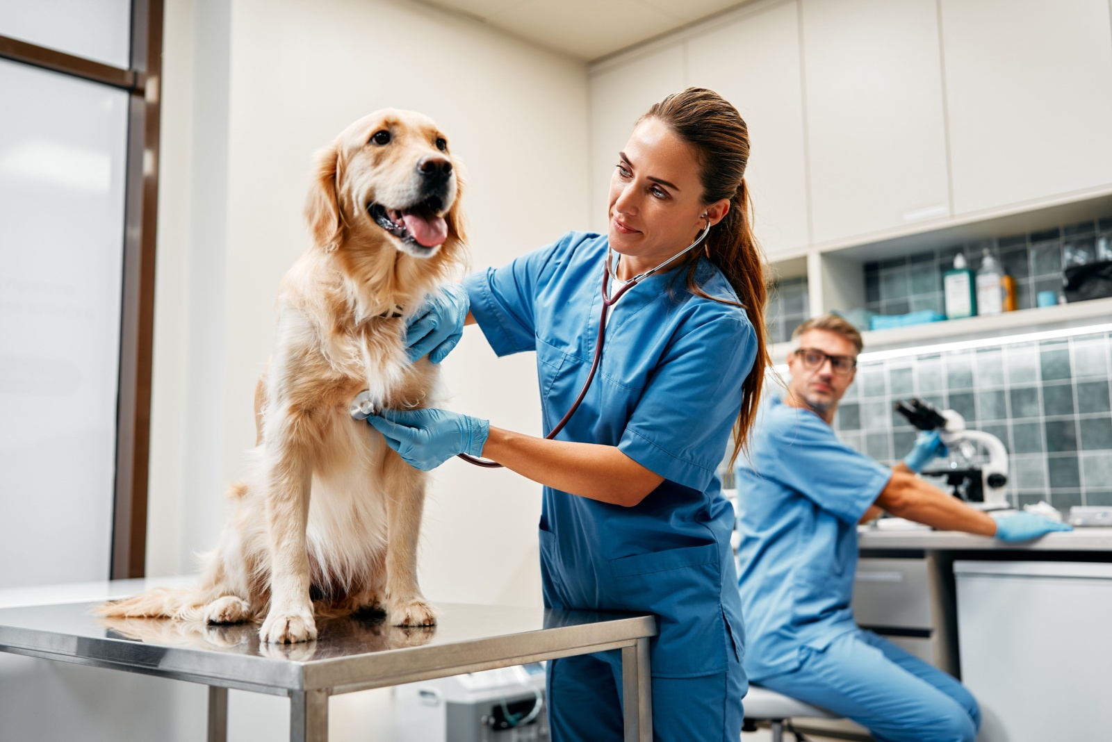 vet examining the dog