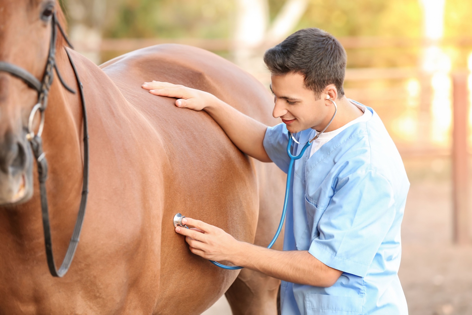 vet examining the horse