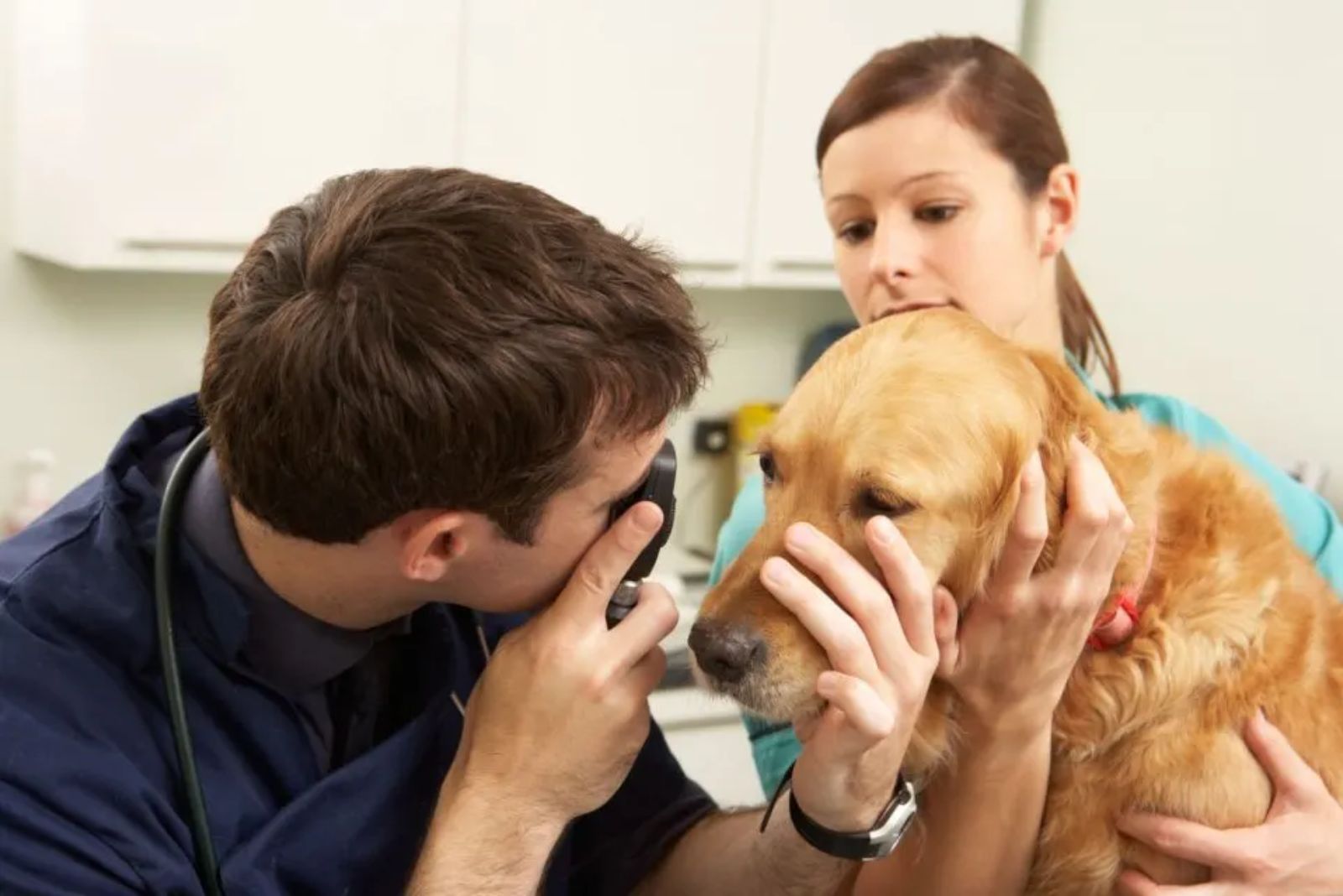 vet holding dog