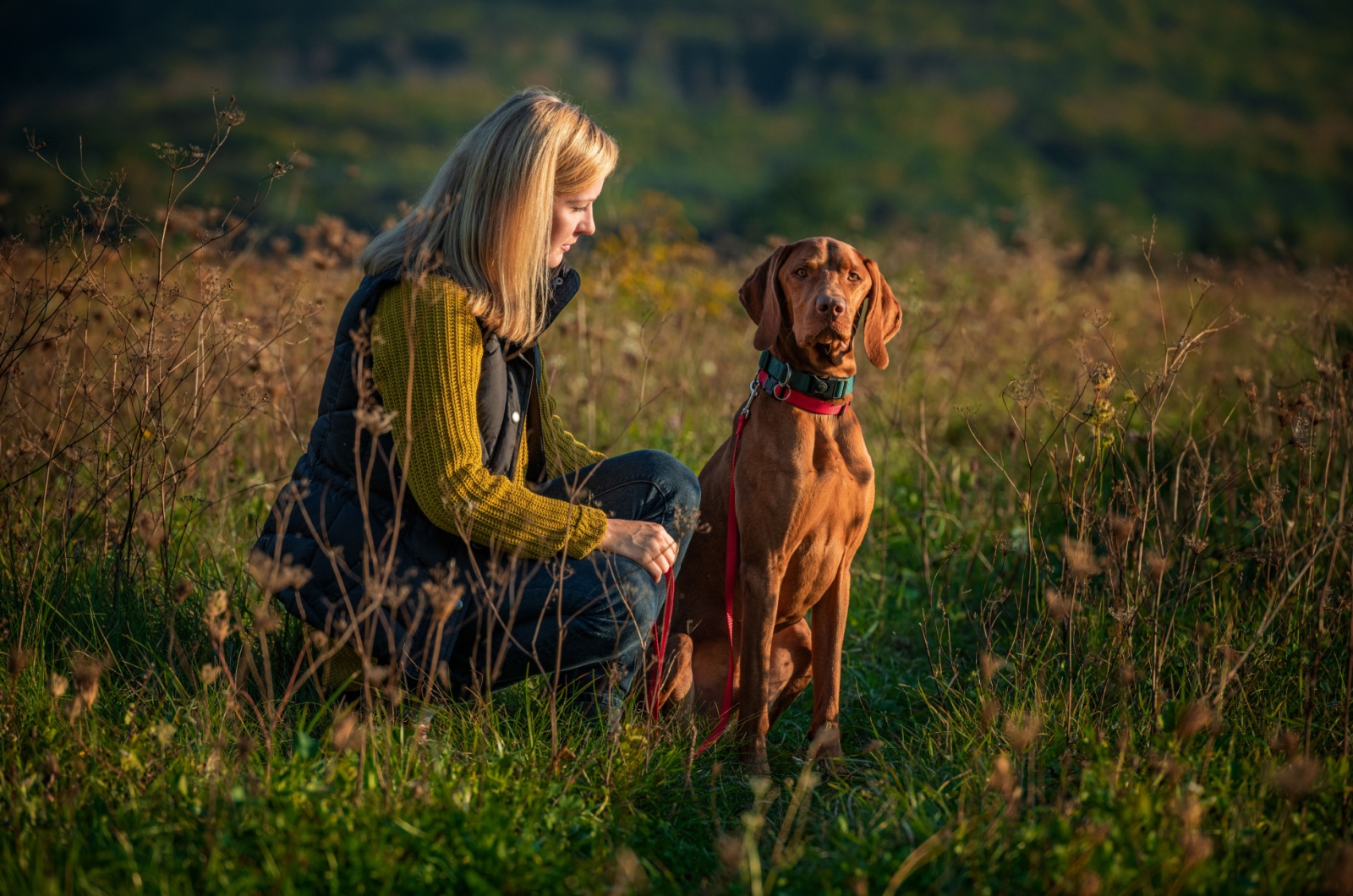 vizsla outdoor