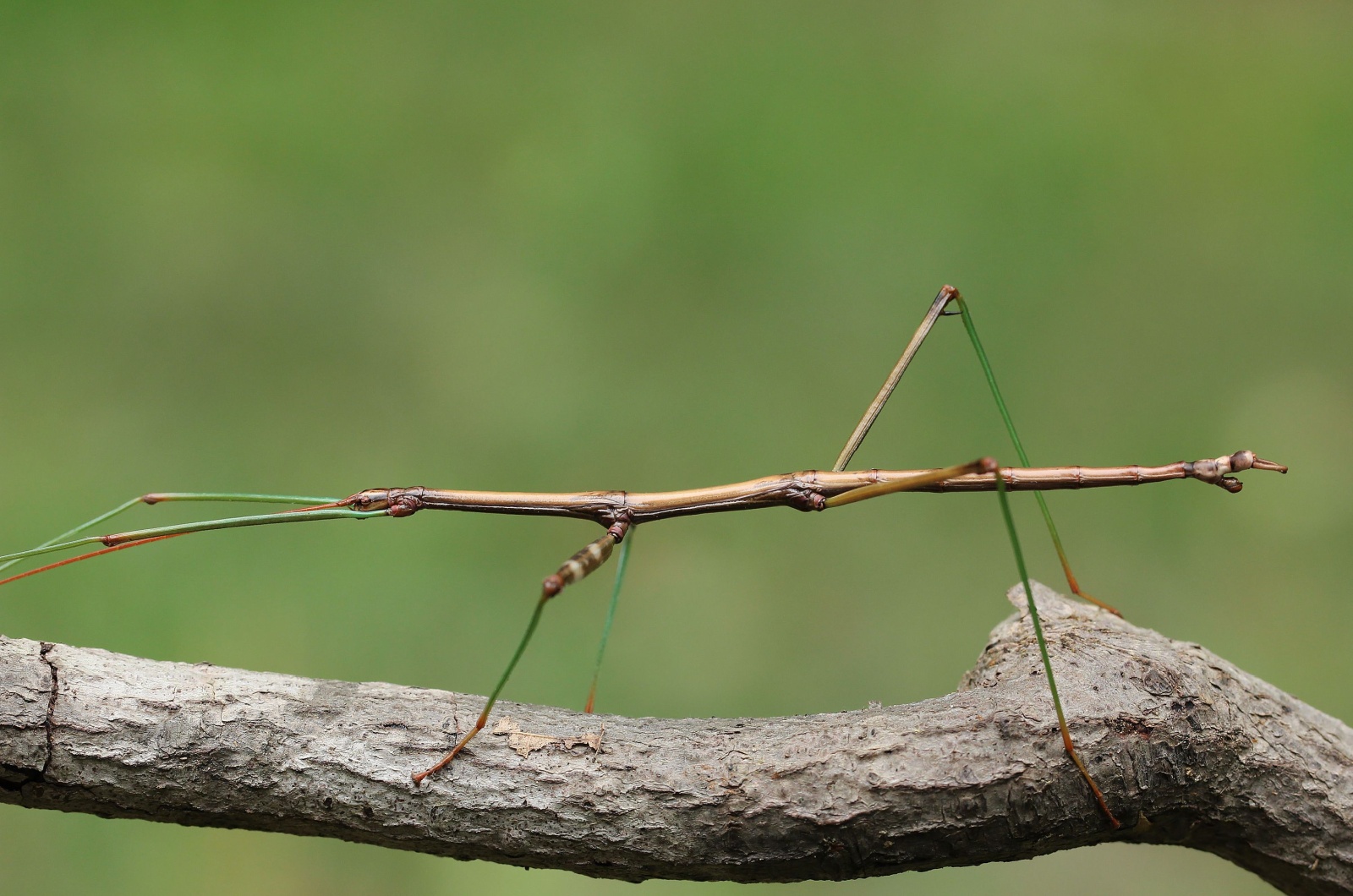 walking stick