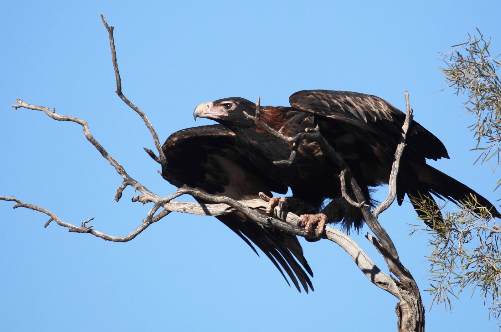 wedge tailed eagle