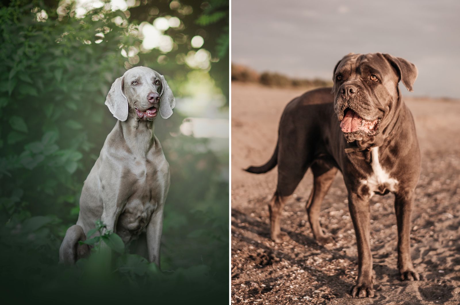 weimaraner and corso