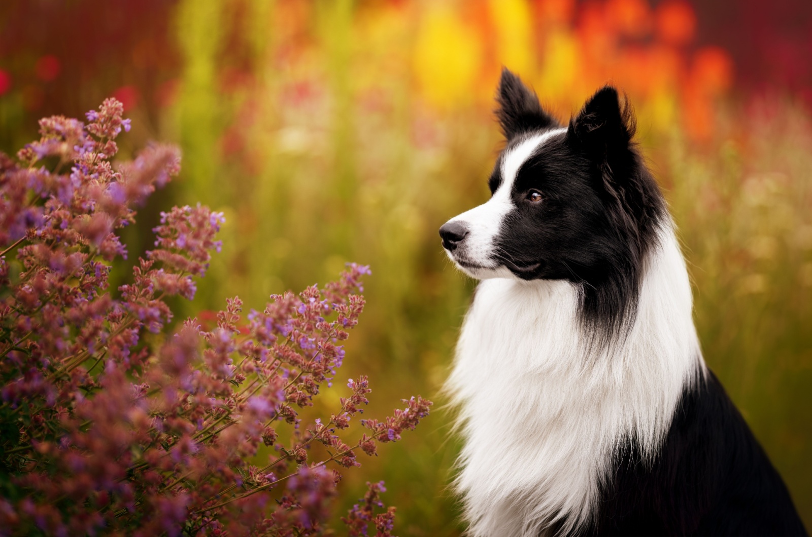 white and black border collie