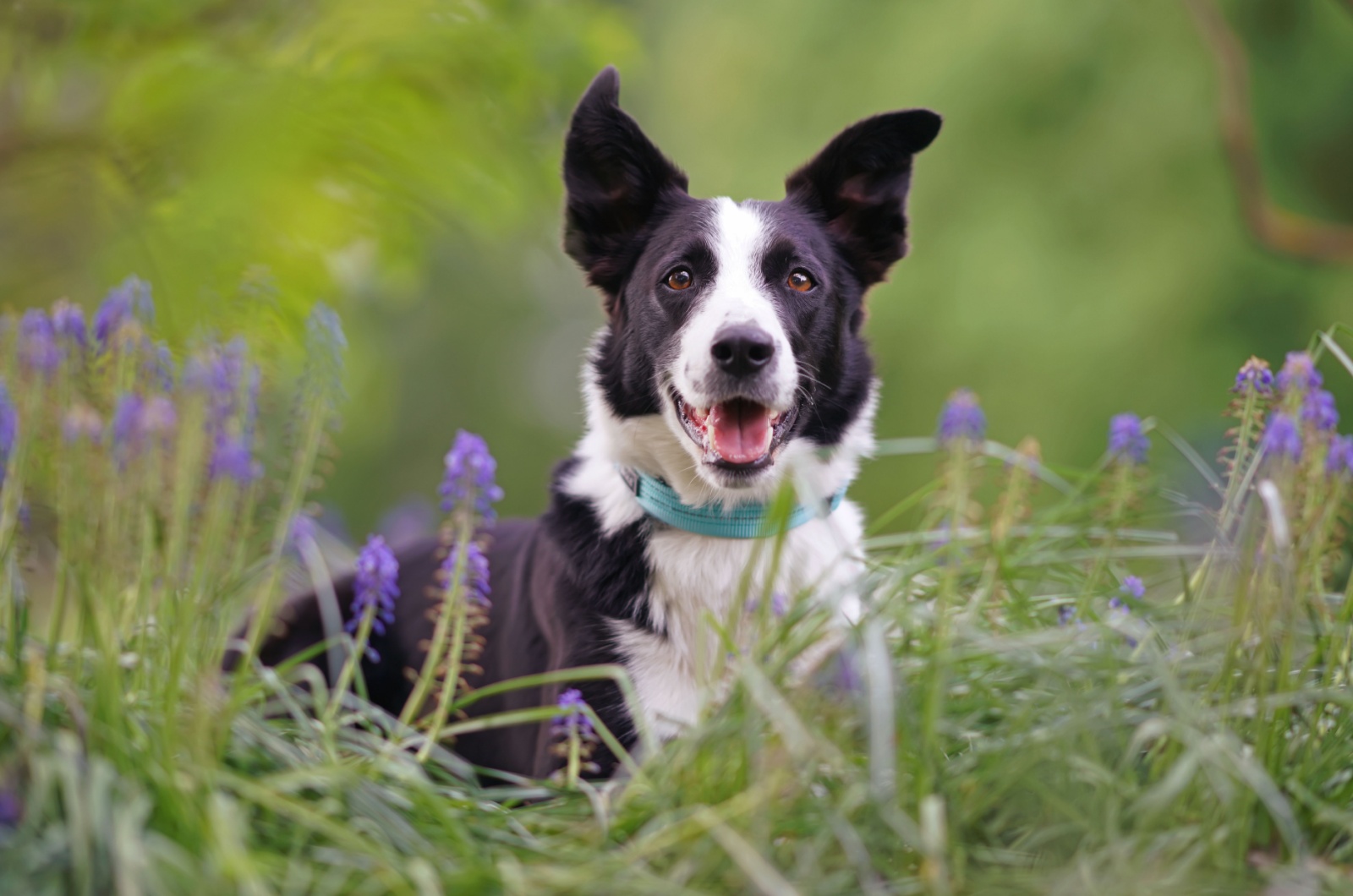 white collar border collie