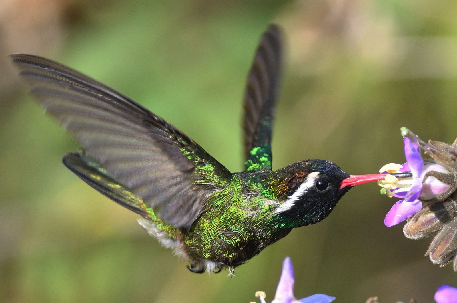 white eared hummingbird