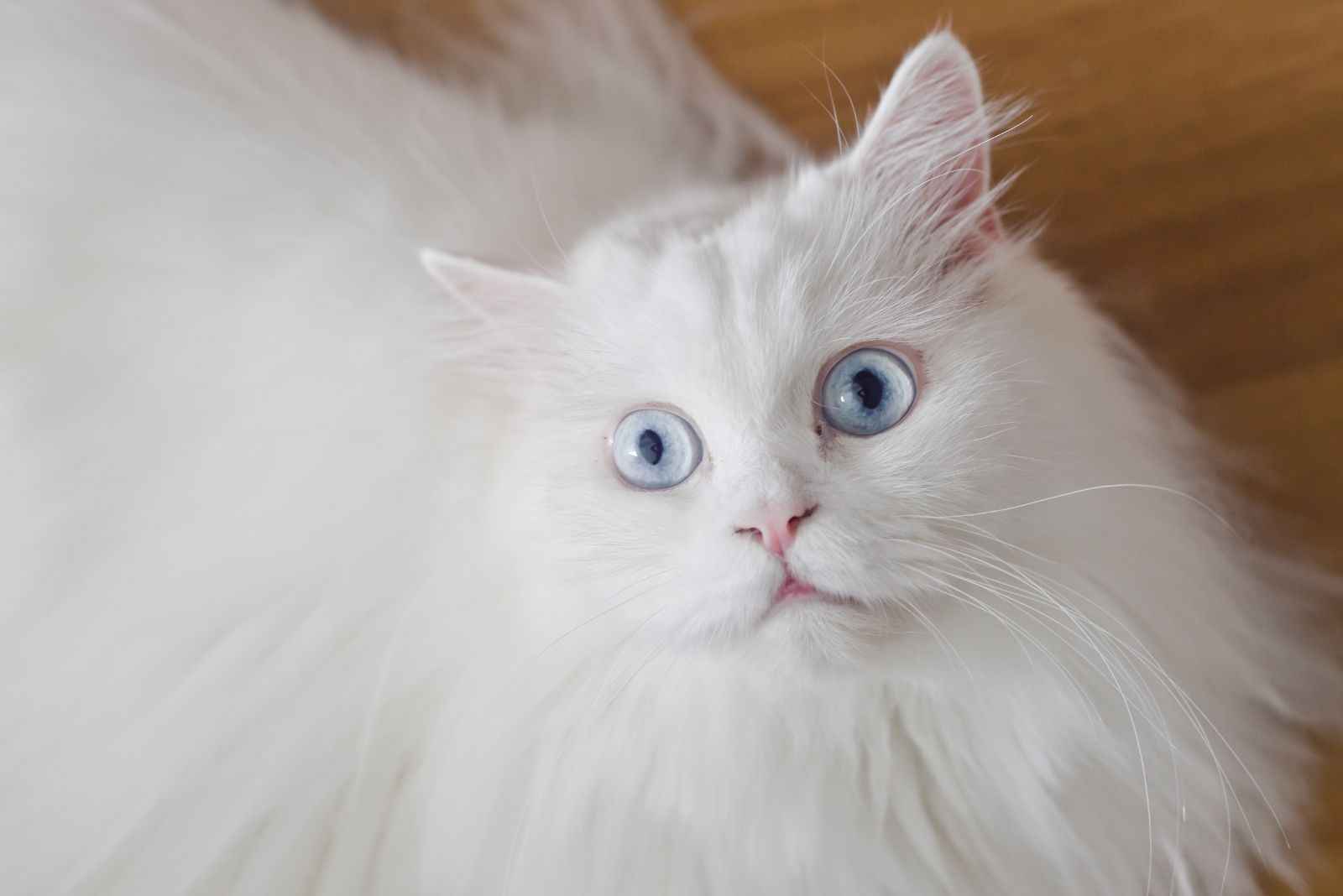 white fluffy cat