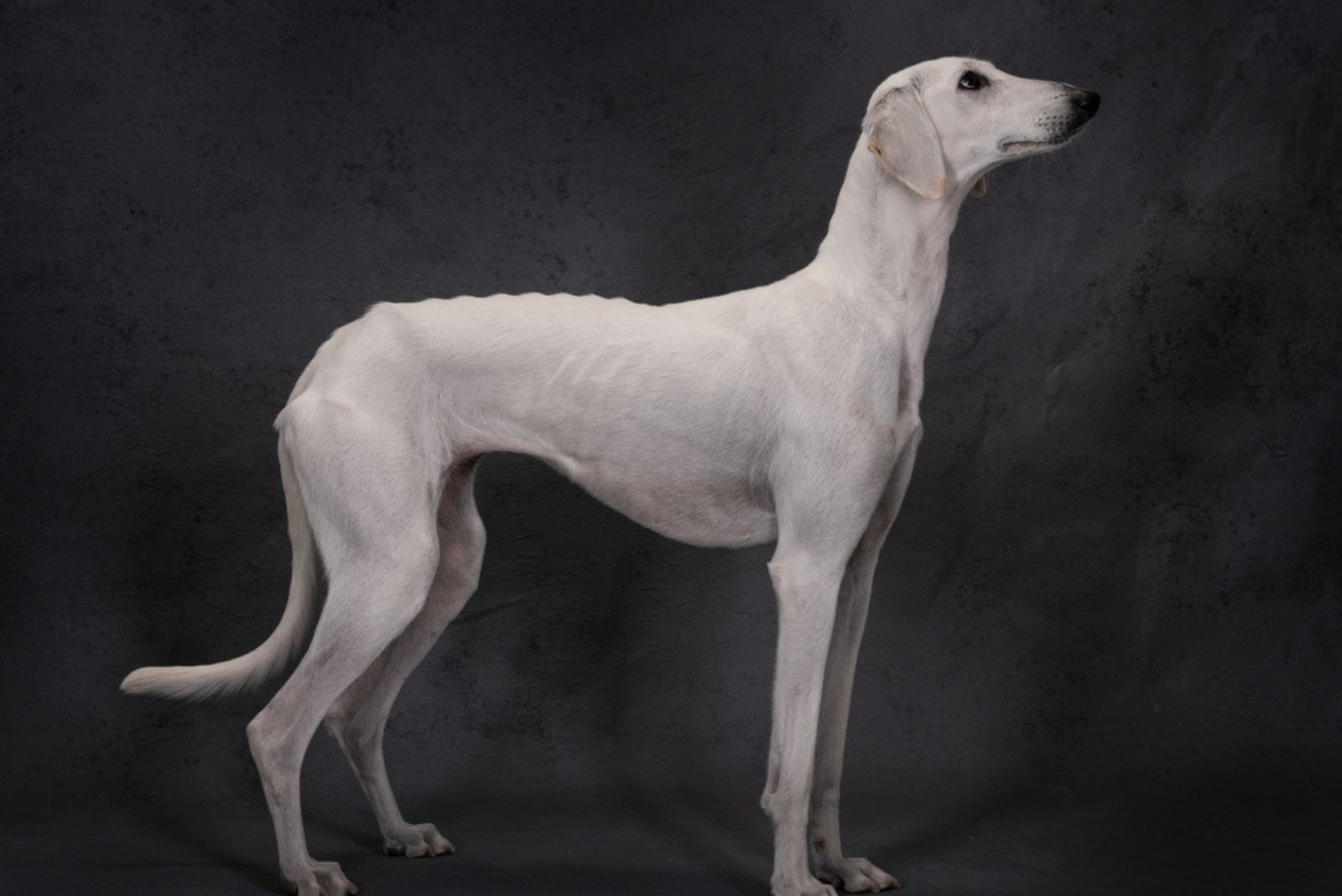 white greyhound