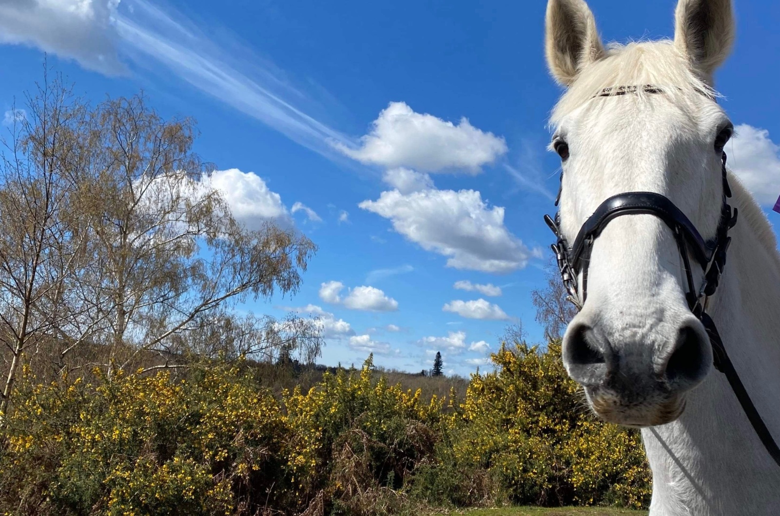 white horse