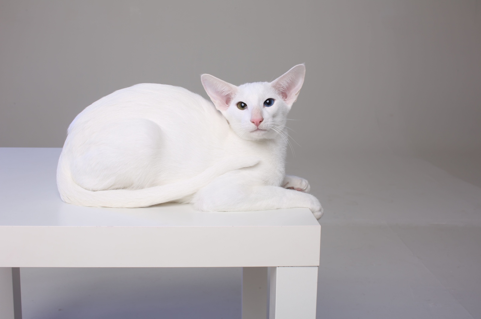 white oriental