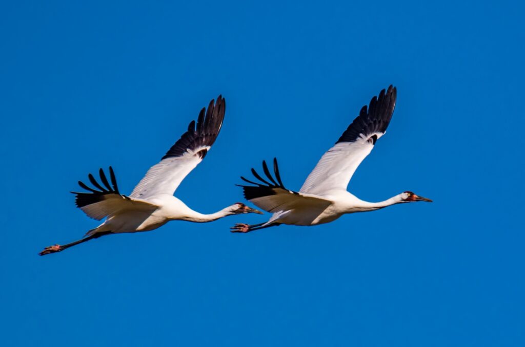 whooping crane