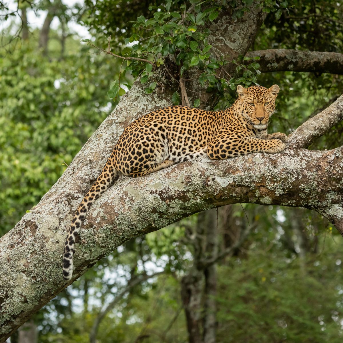 wild cat on tree