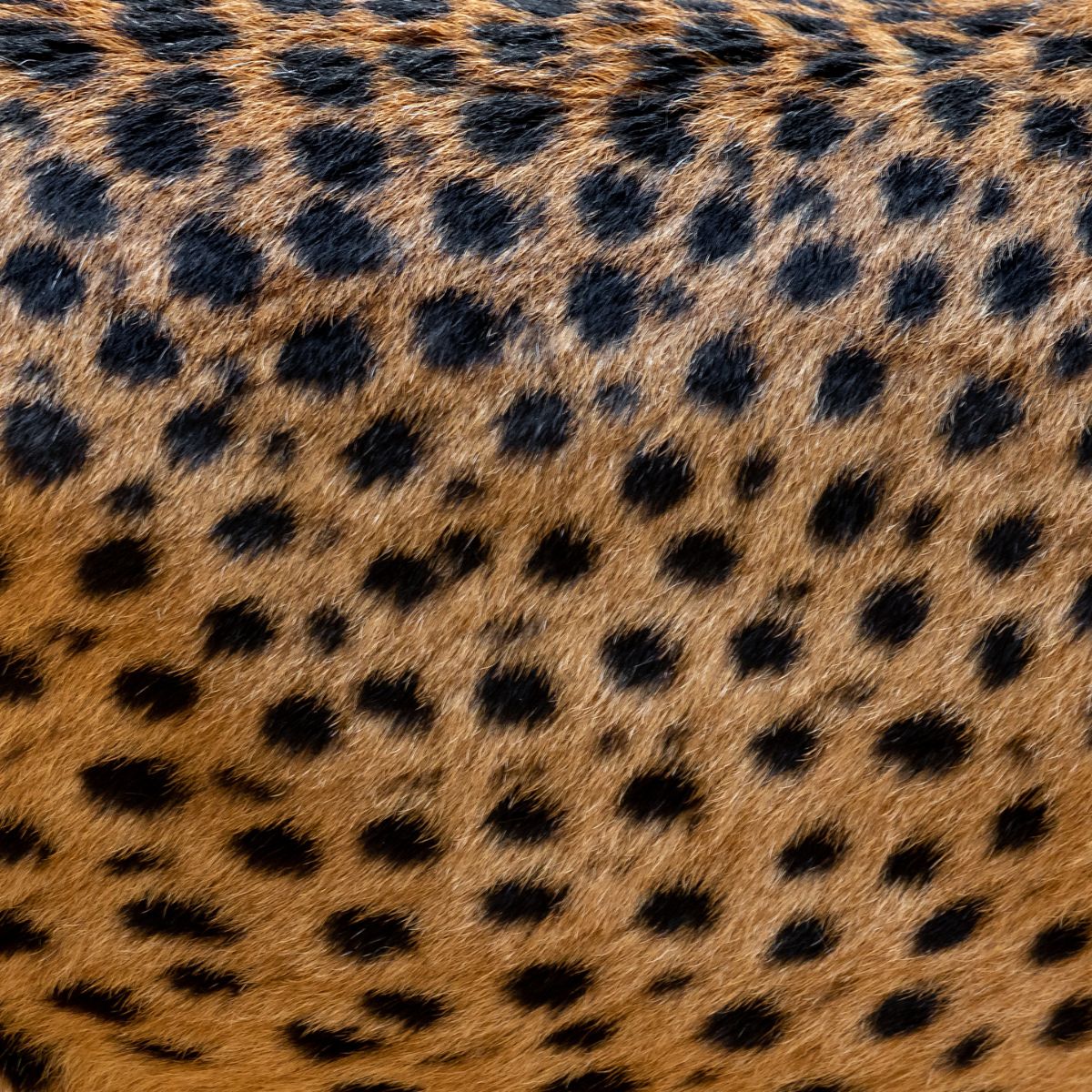 wild cat pattern