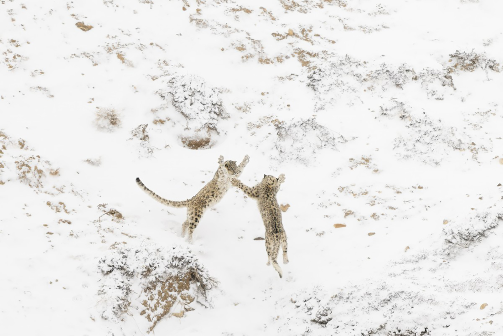 wild cats playing