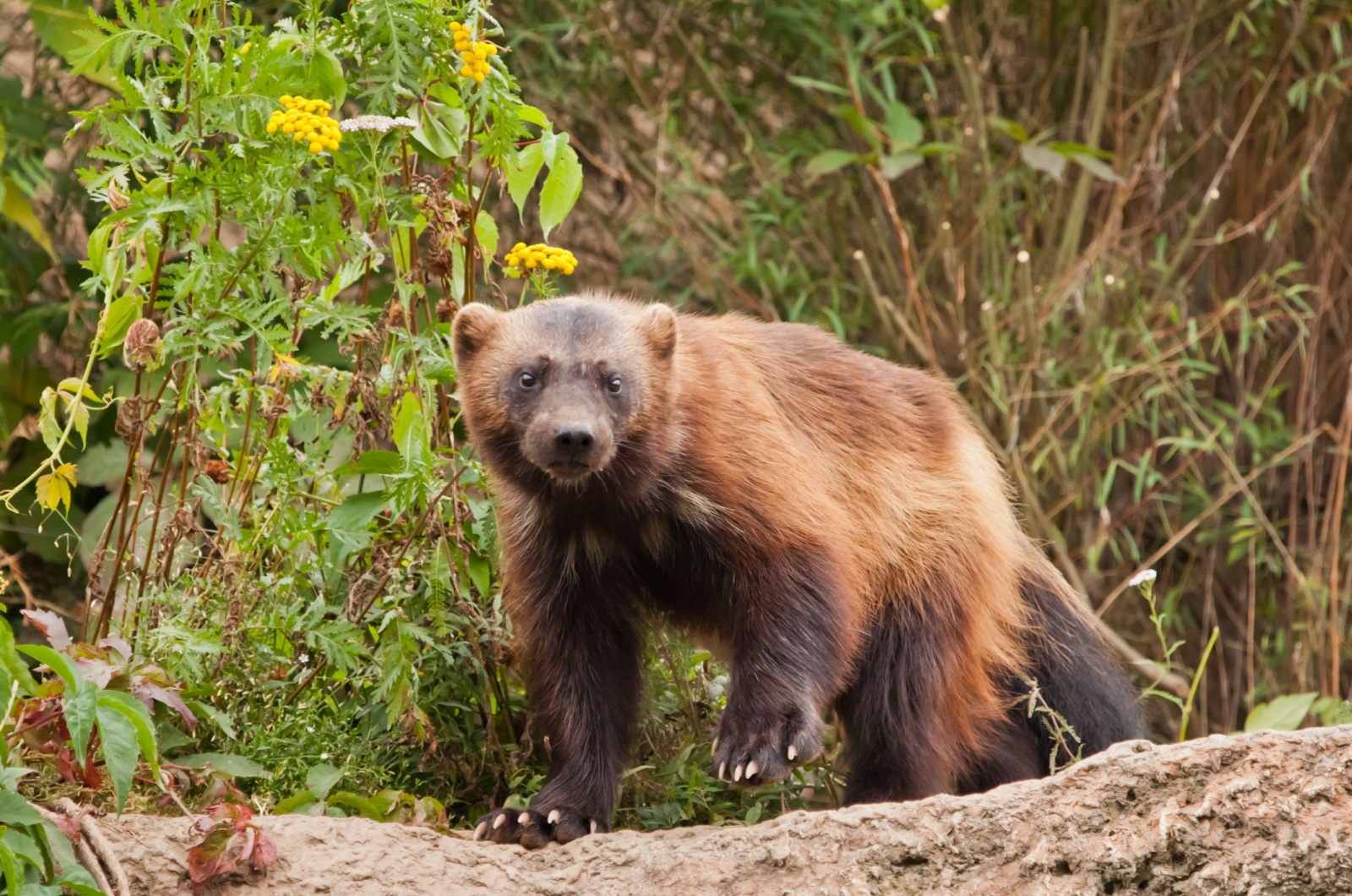 wild wolverine