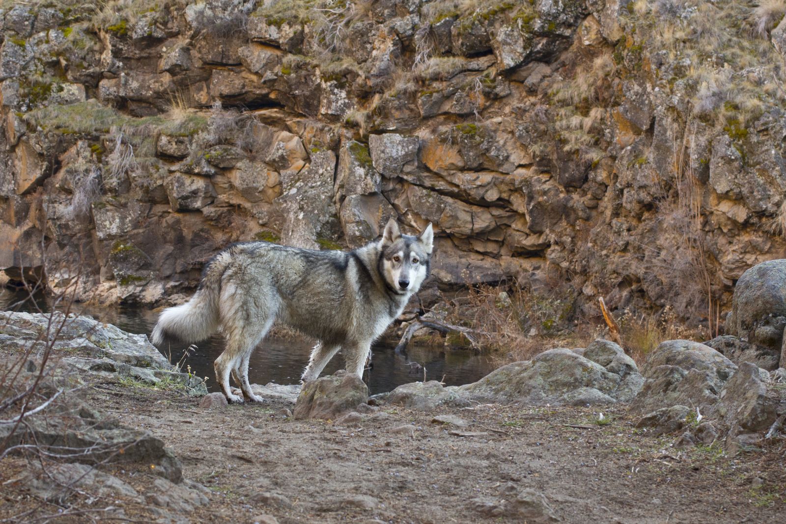 wolf in rocky mountain