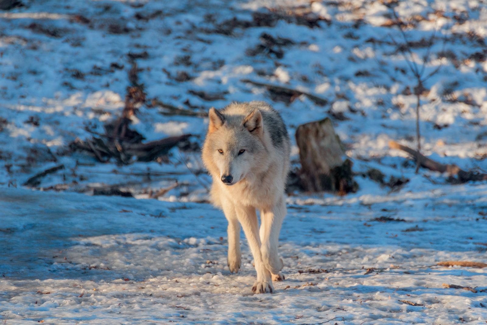 wolf walking in snow