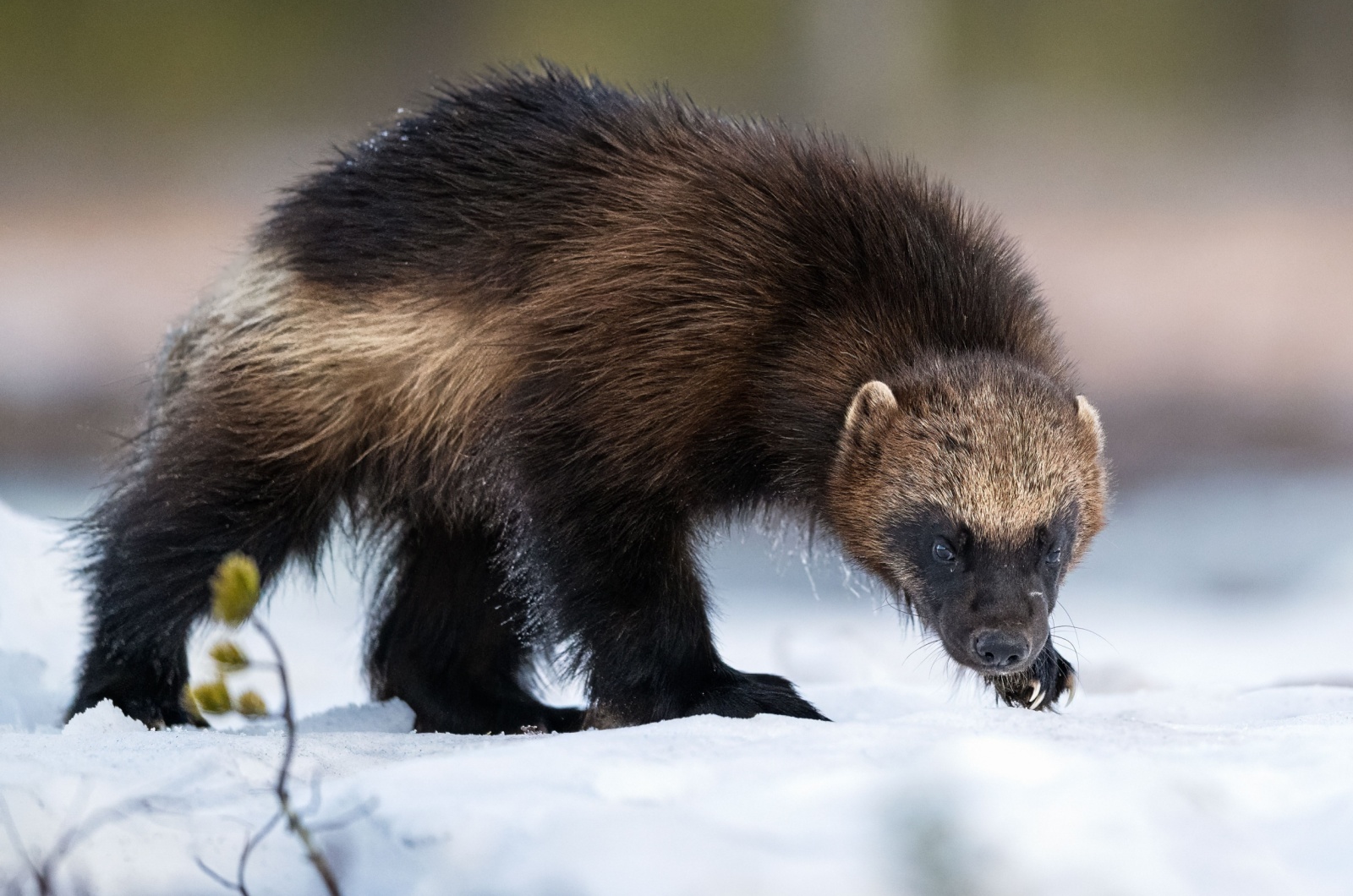 wolverine on snow