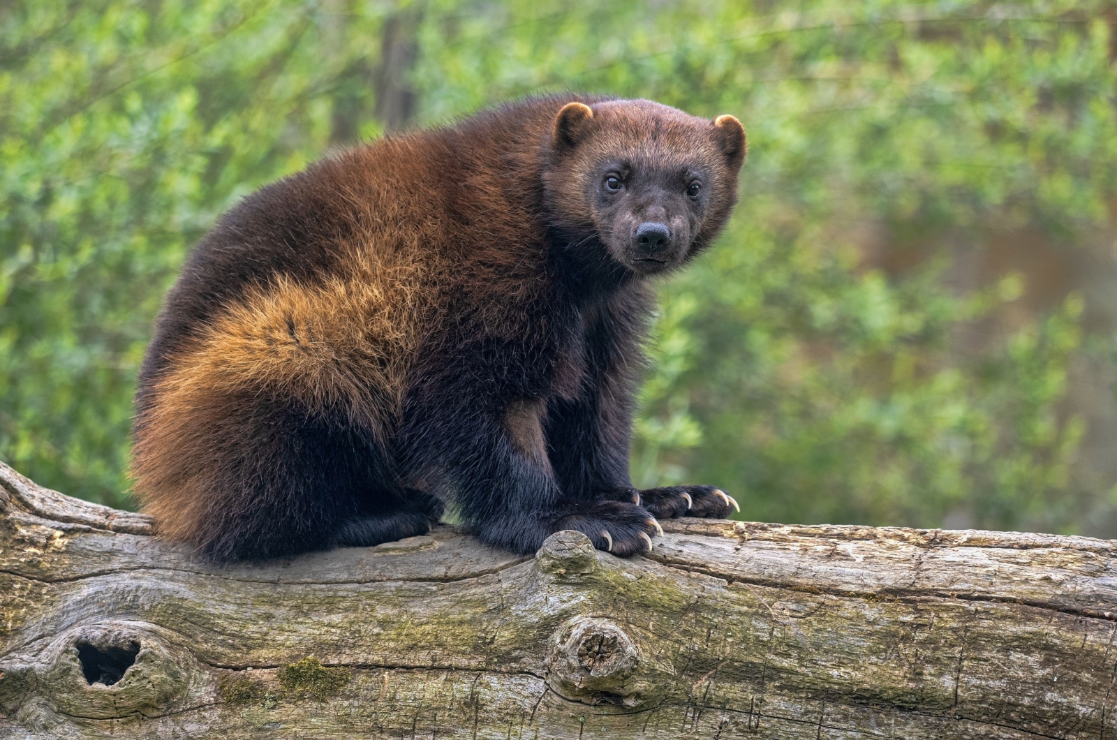 wolverine sitting