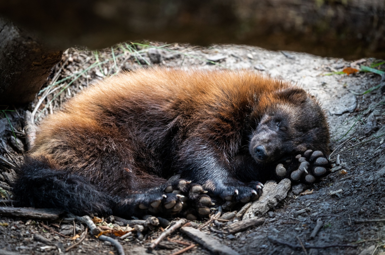 wolverine sleeping