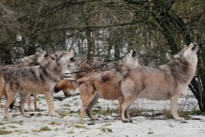 Wolves Listening 13 Animals With Fascinating Ways Of Communication