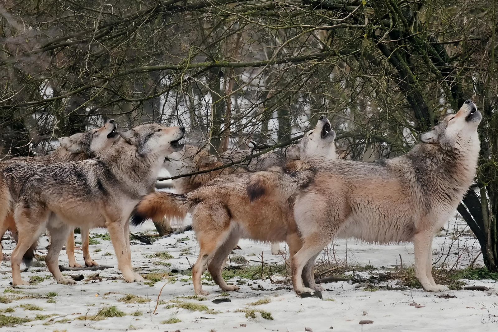 wolves howling