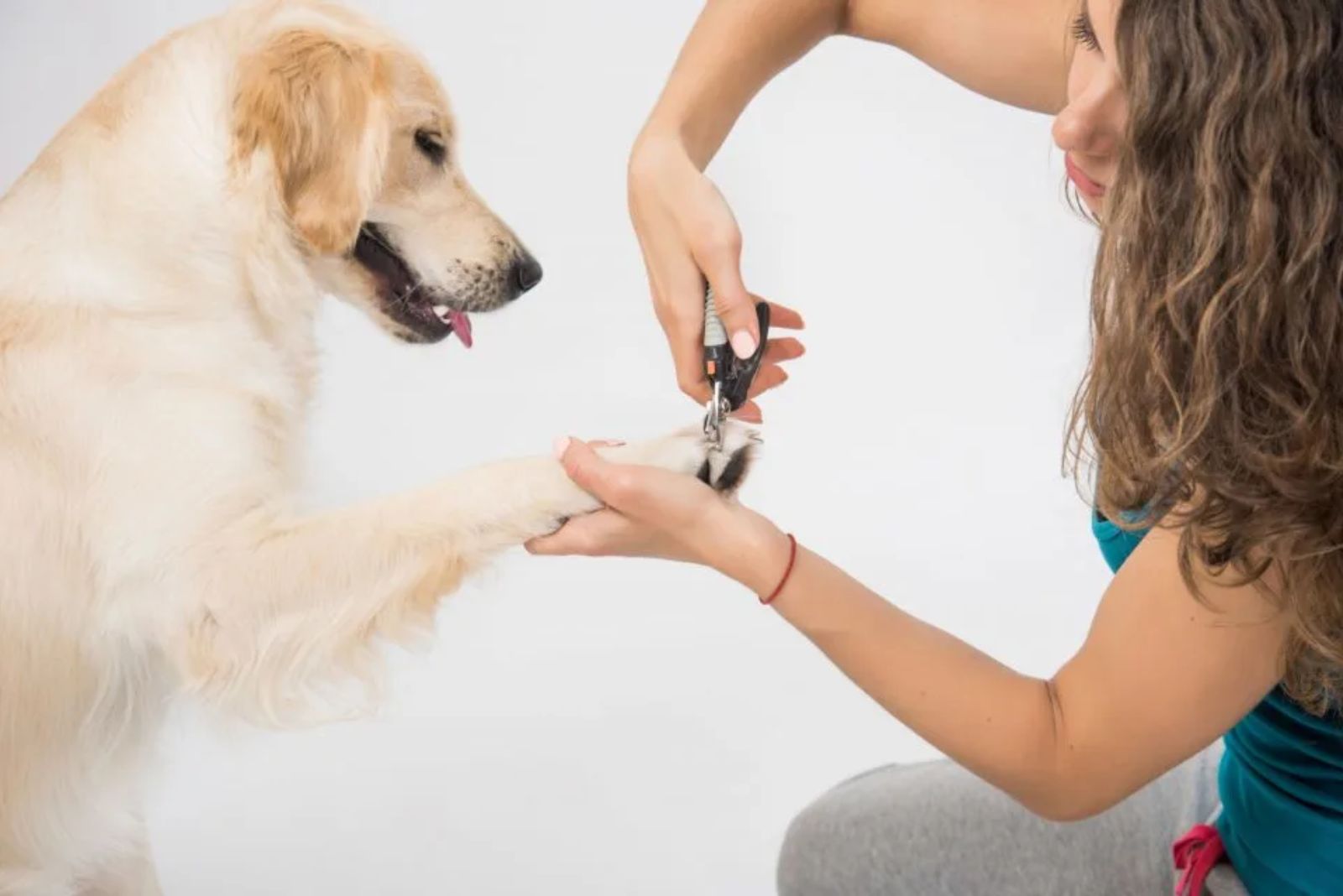 woman clipping dogs nails