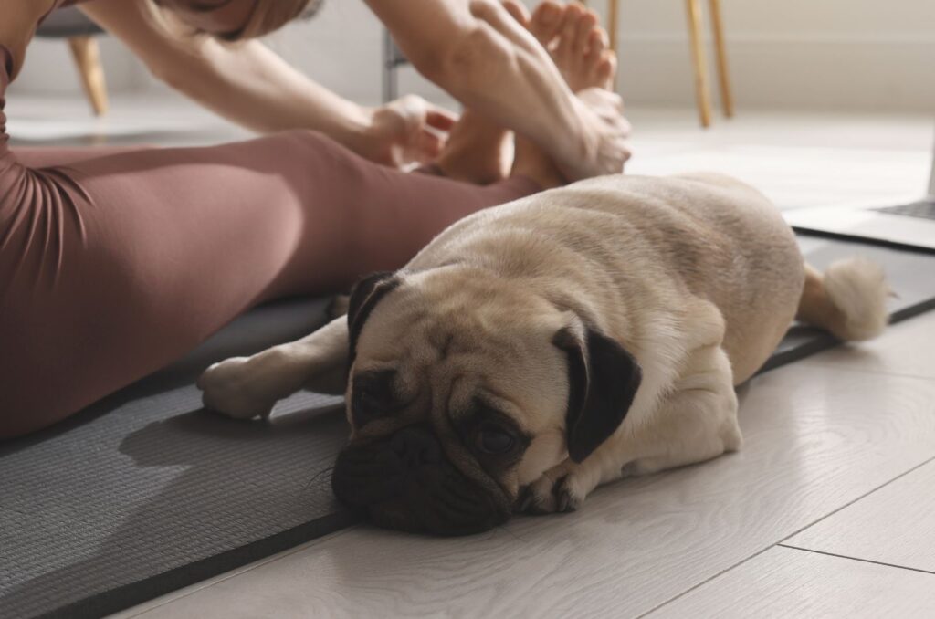 woman doing exercises pit bull lying next to her