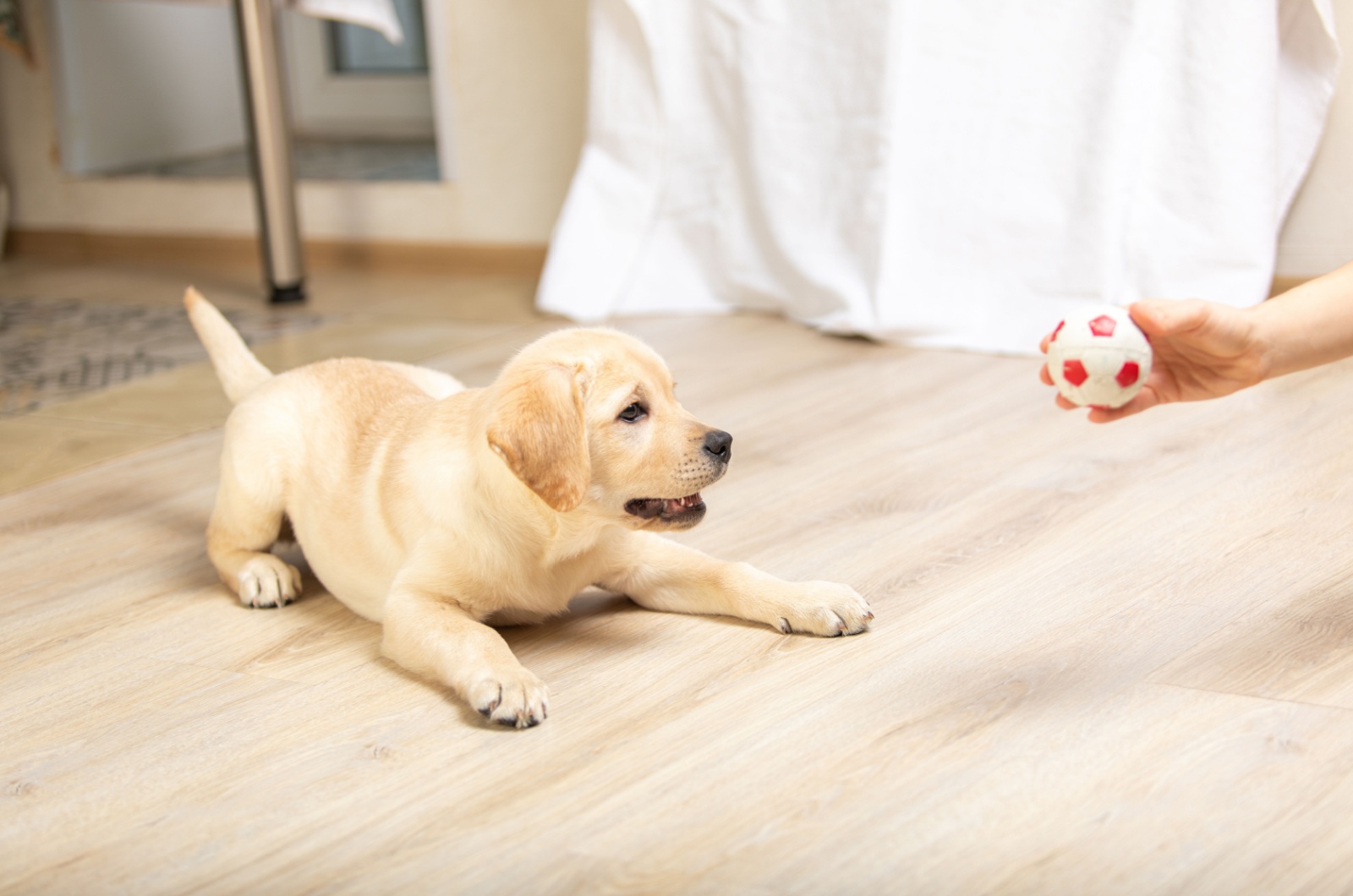 woman playing with puppy