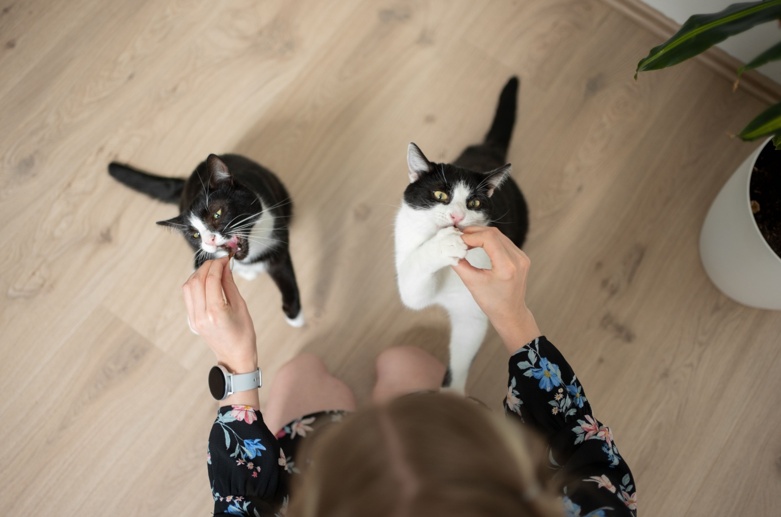 woman playing with two cats