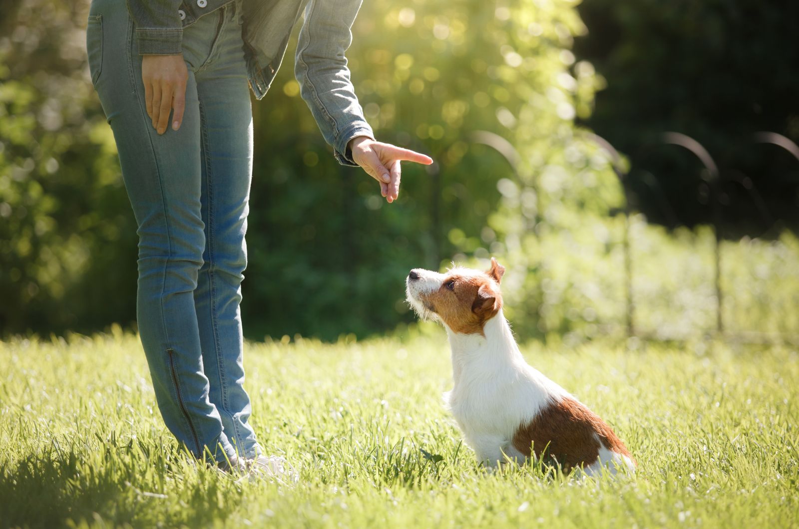 woman training puppy