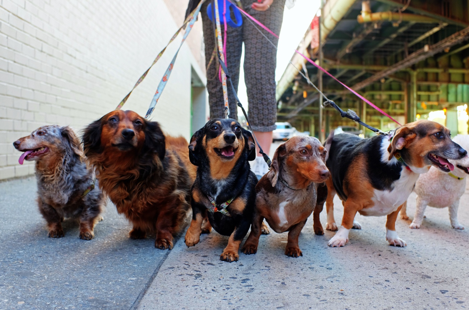 woman walking pack of dogs