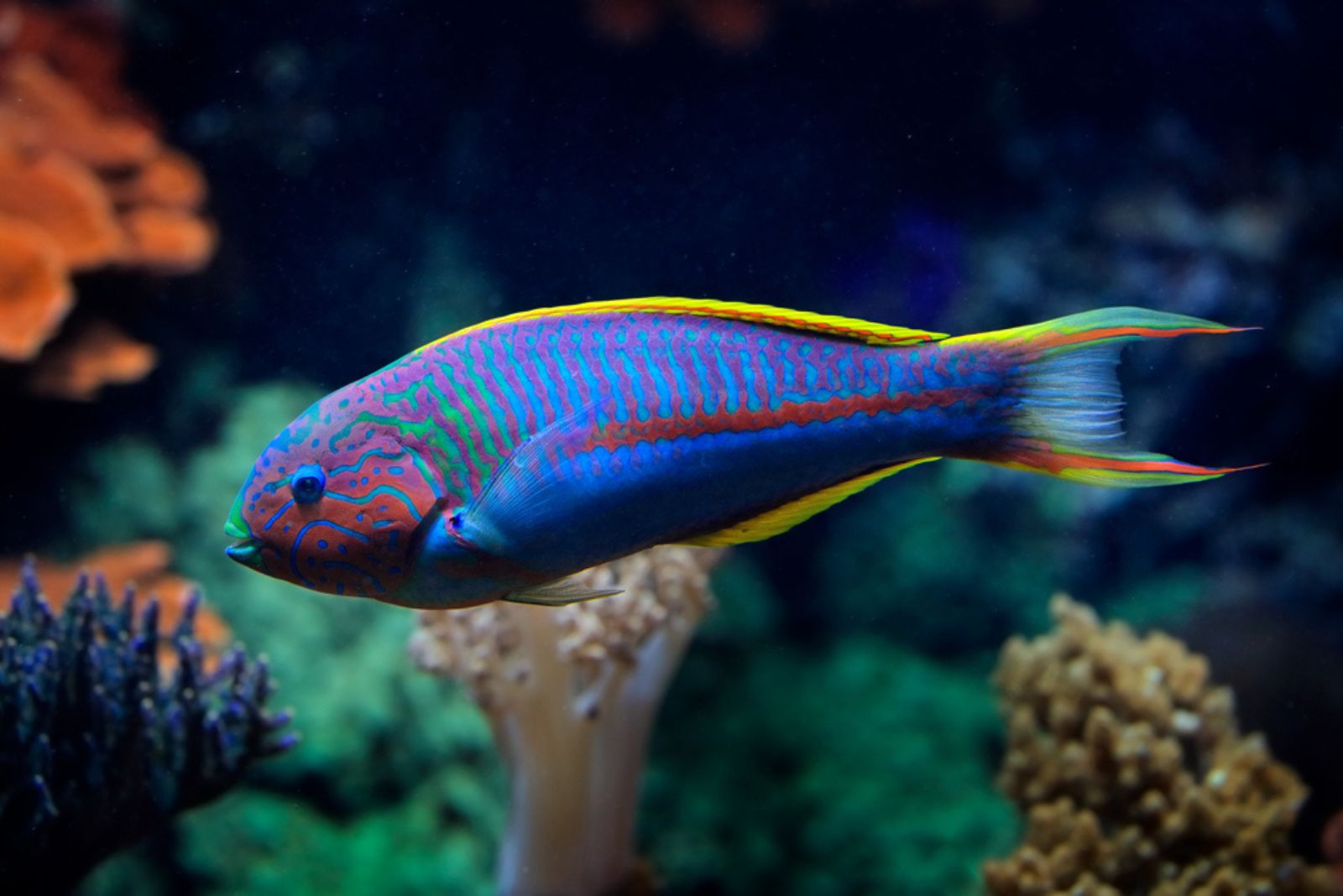 wrasse fish