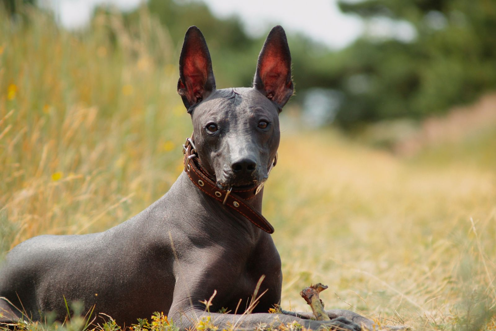 xoloitzcuintli