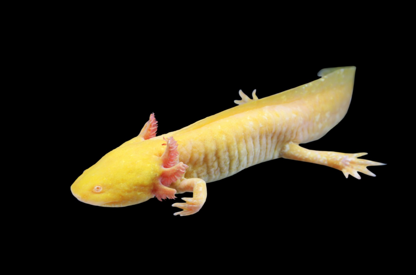 yellow axolotl