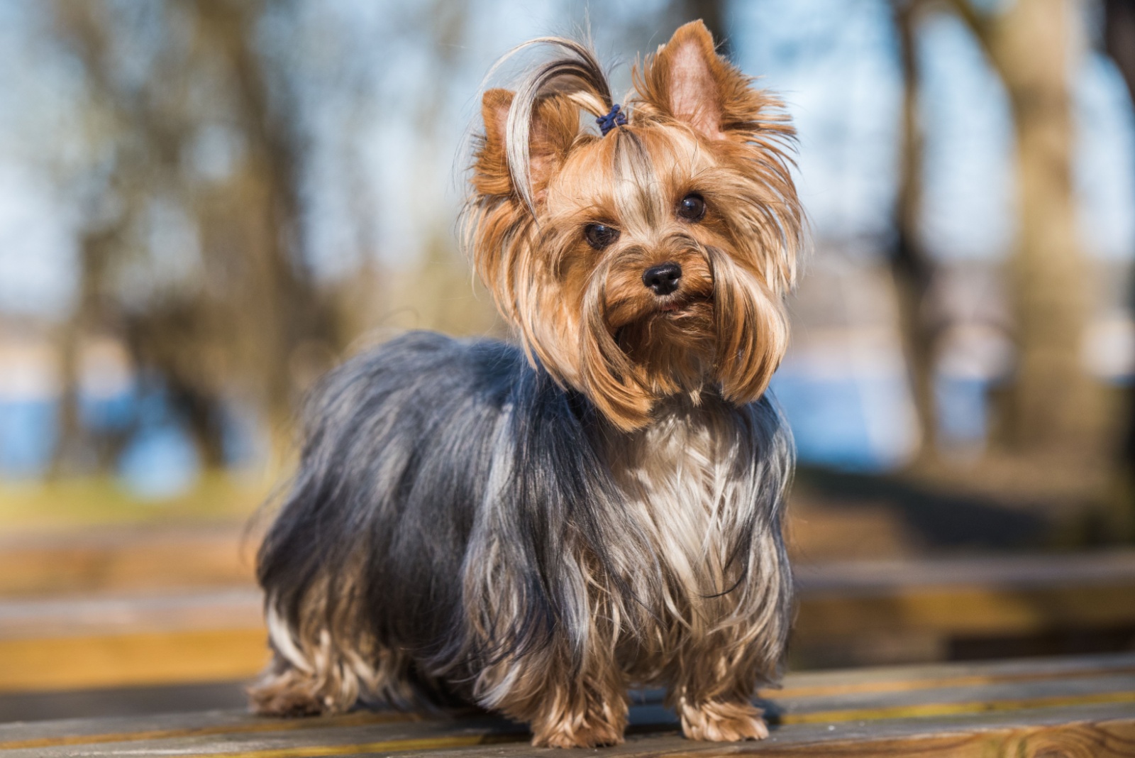 yorkshire terrier