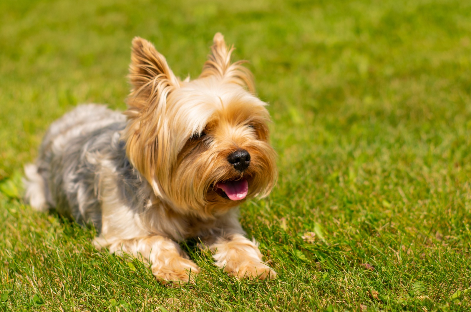 yorkshire terrier