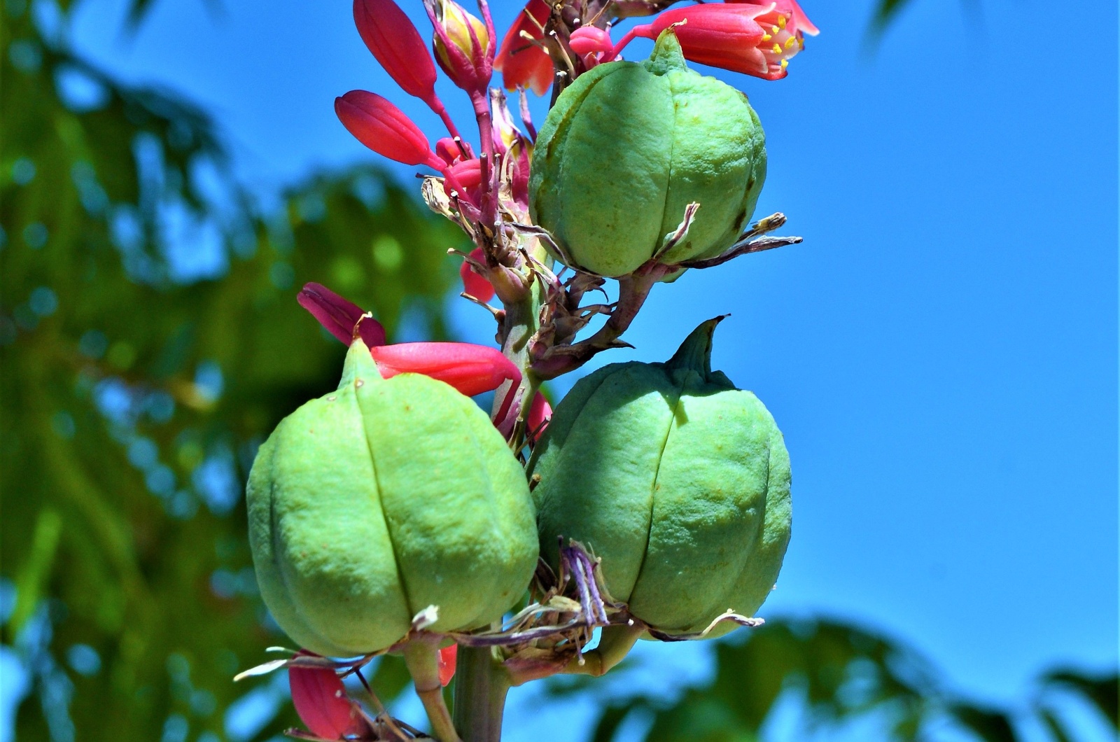 yucca plant and moth