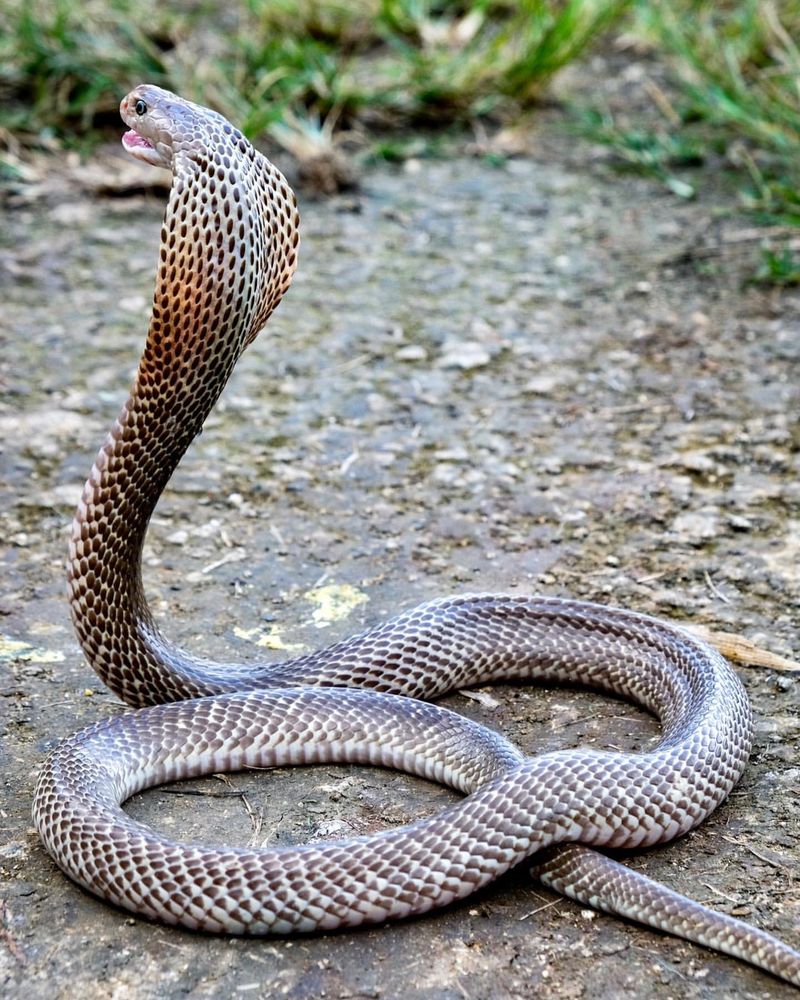 1. King Cobra