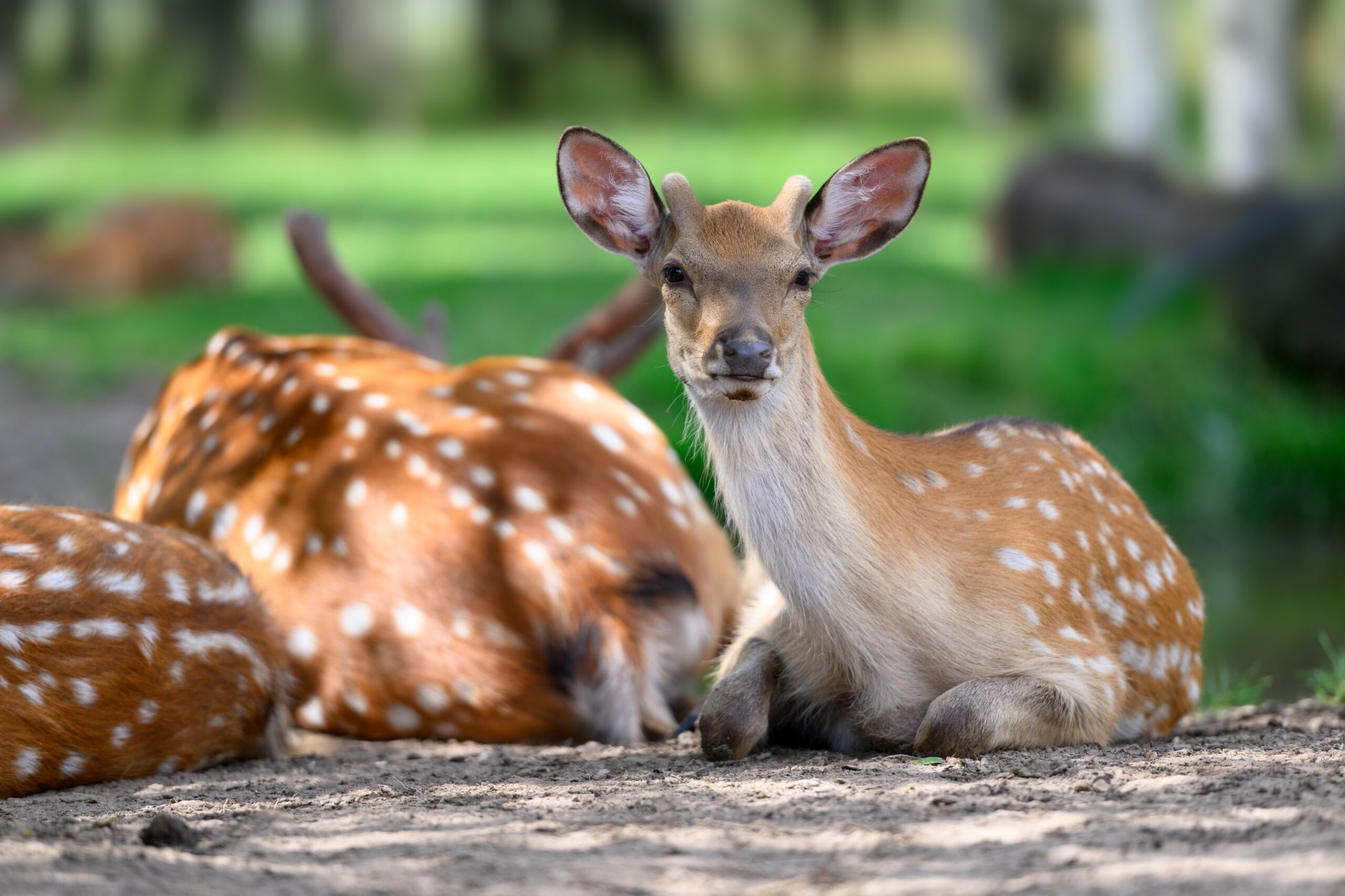 10 Amazing Ways To Encourage Deer To Visit Your Yard