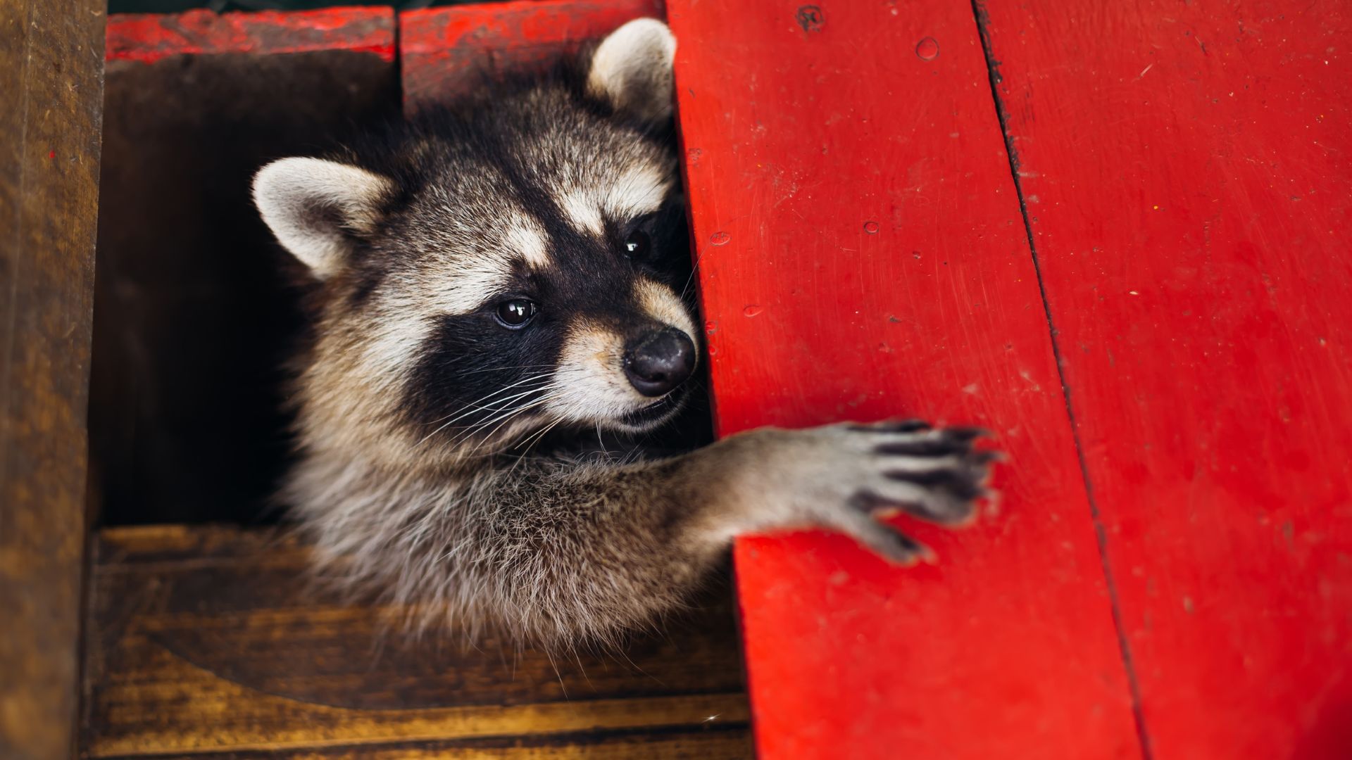 10 Animals That Can Scare Off Raccoons And Protect Your Property