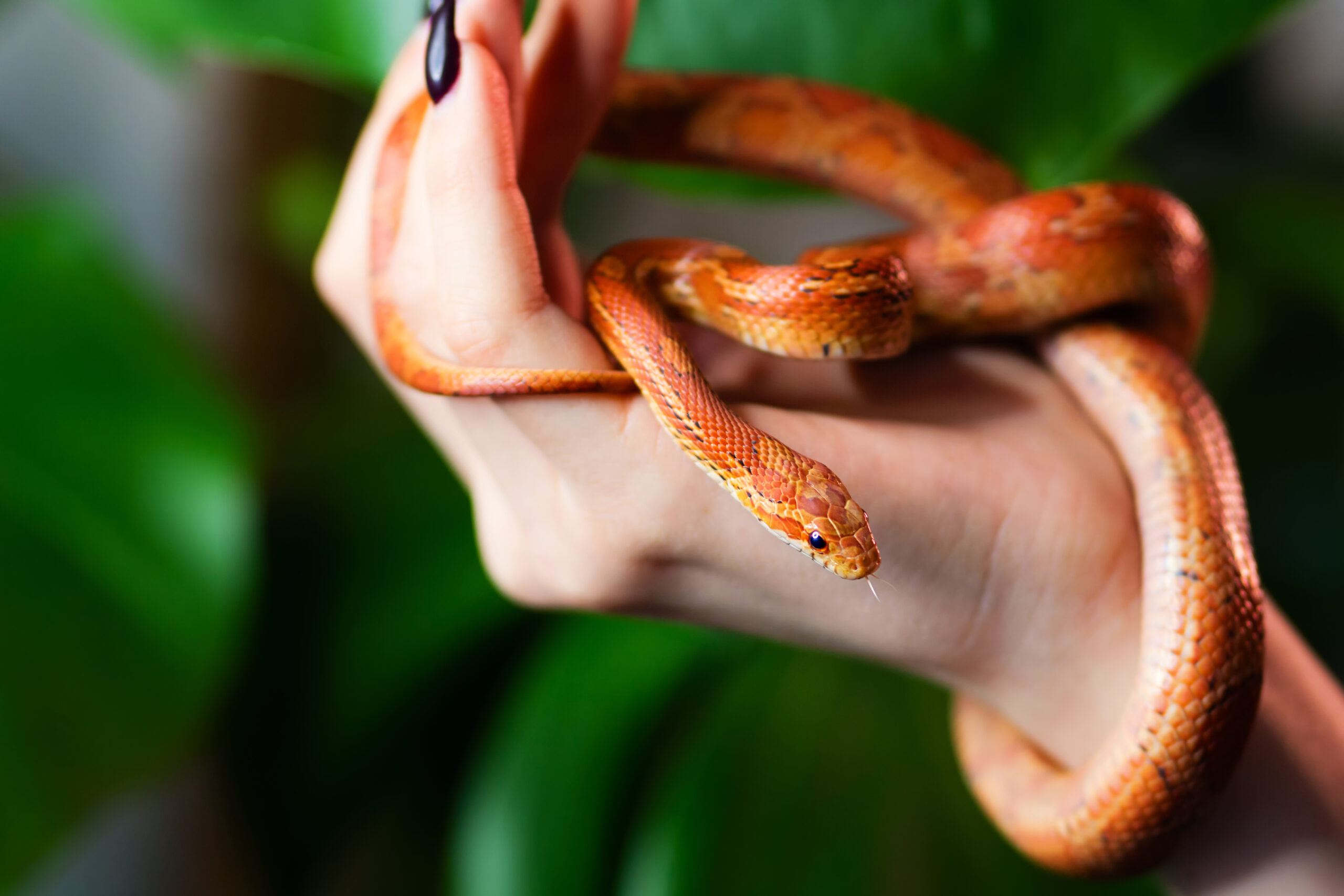 10 Beginner-Friendly Snakes That Make Incredible Pets