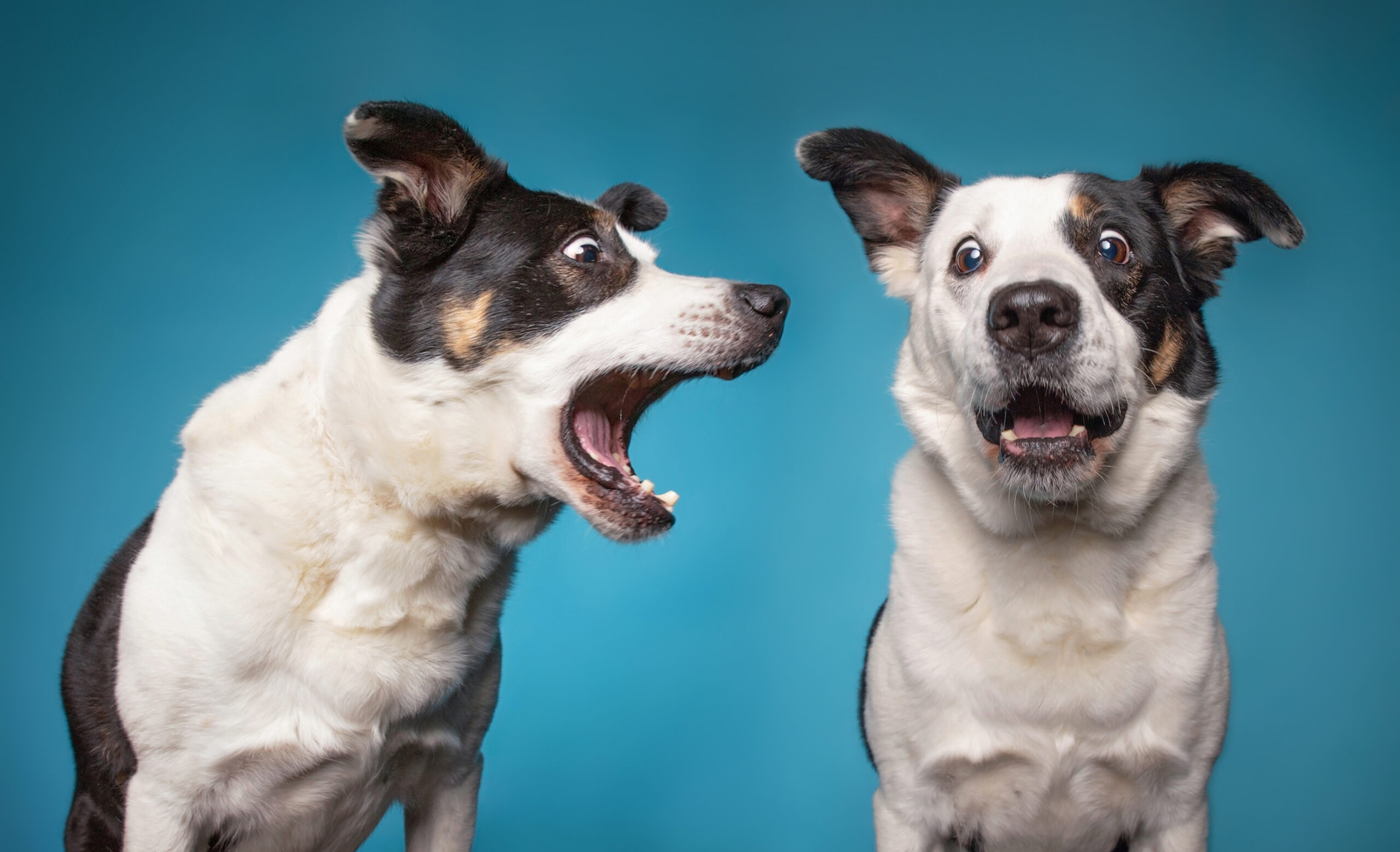 10 Best Methods To Prevent A Dog From Barking Too Much