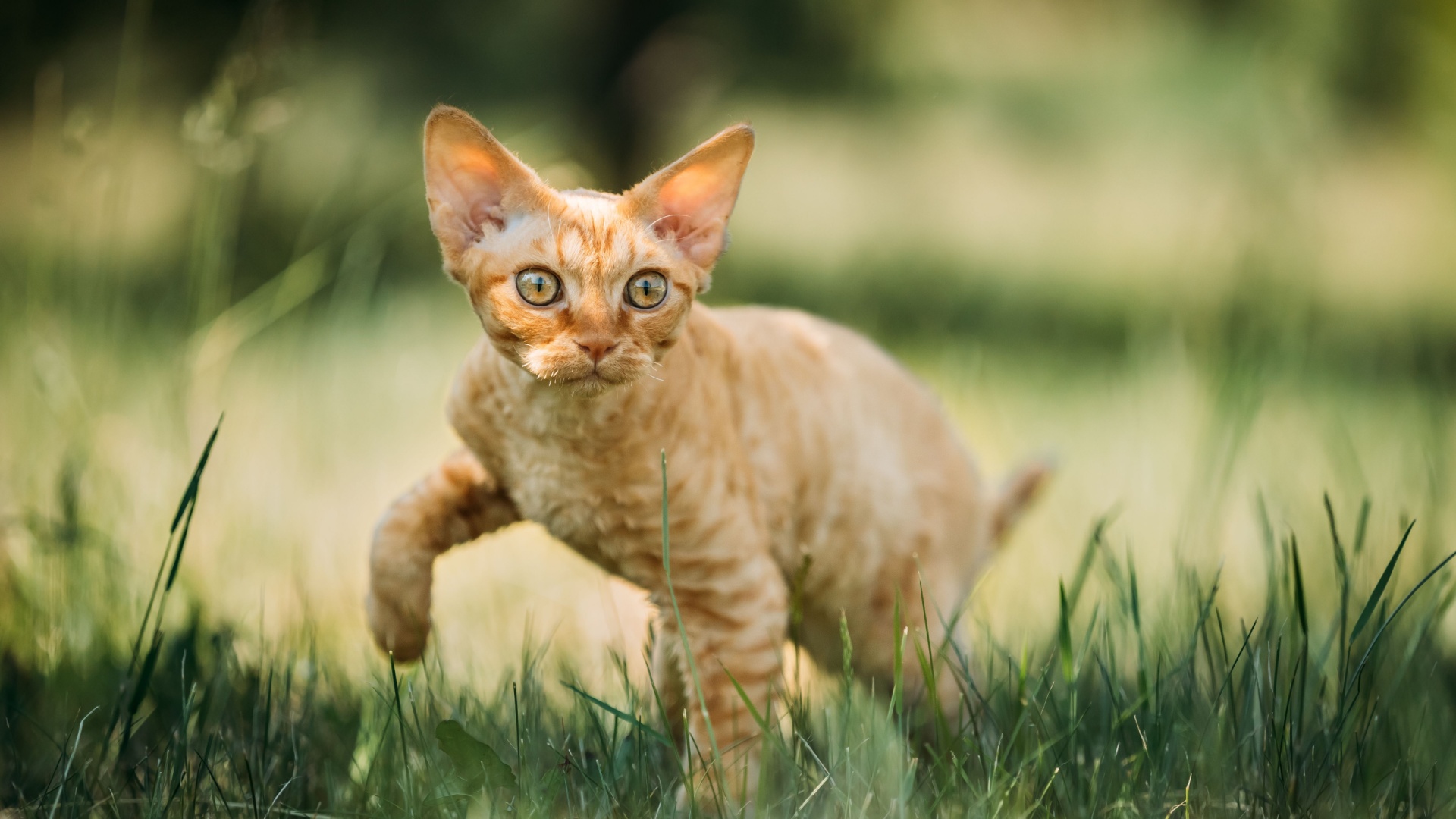 10 Cat Breeds That Stay Small And Adorable Forever