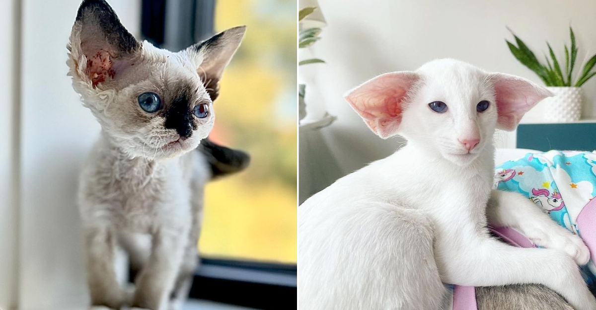 10 Cats That Don’t Shed, According To Veterinarians