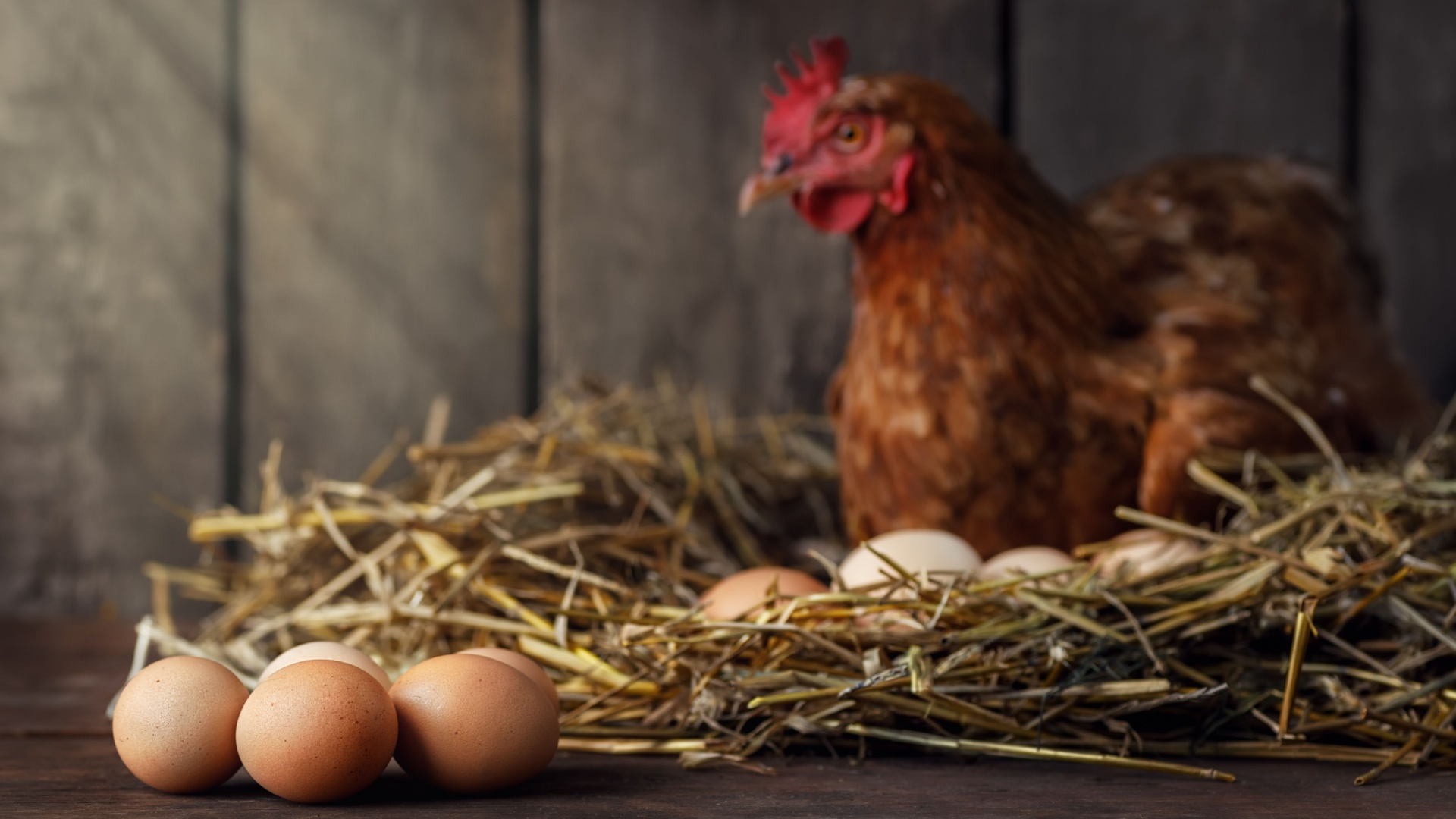 10 Chicken Breeds Perfect For Beginners Seeking Consistent Eggs