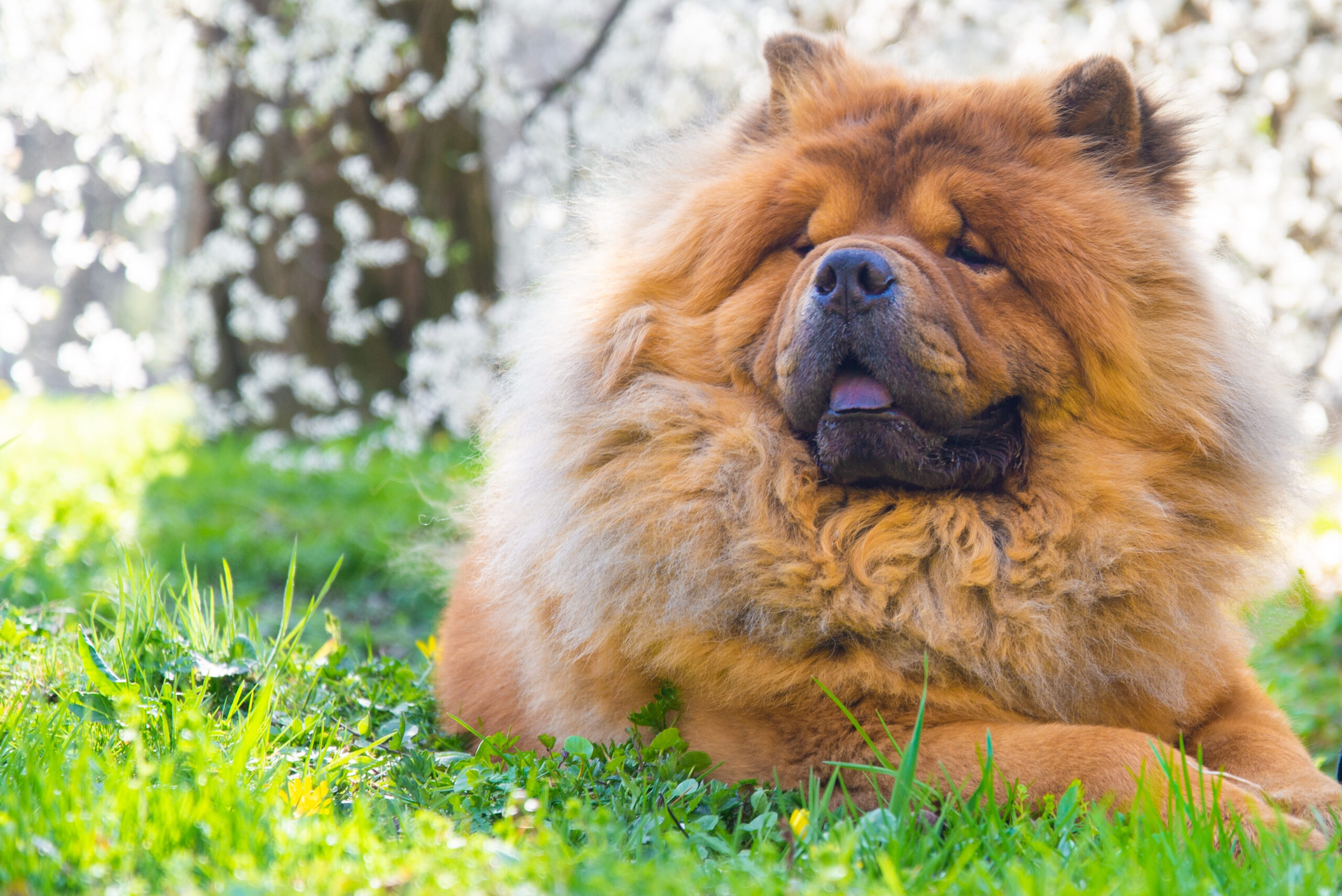 10 Dog Breeds Known For Heavy Shedding